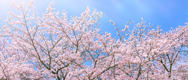 sakura